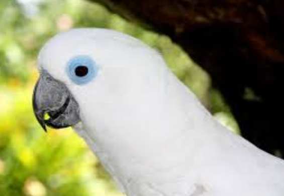 巴丹鸚鵡購買指南