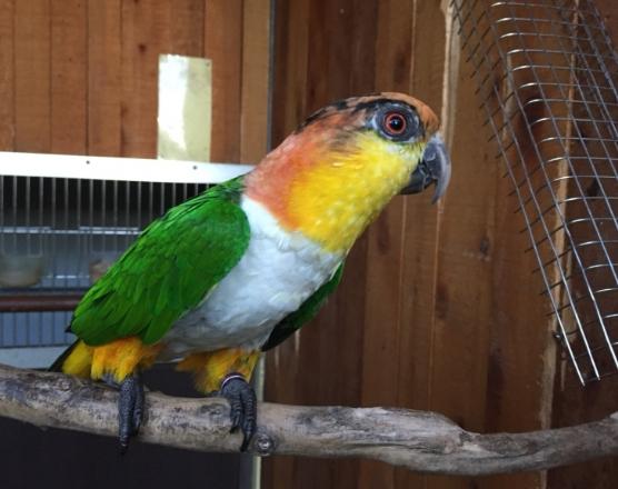 凱克鸚鵡購買指南