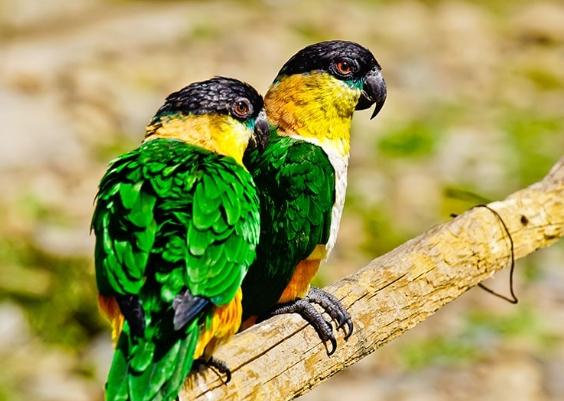 凱克鸚鵡購買指南