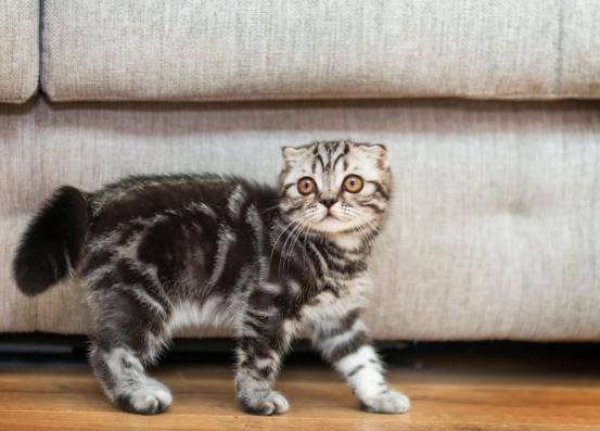 如何讓貓遠離氣味