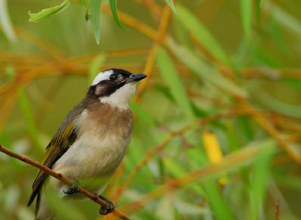 白頭翁可否飼養