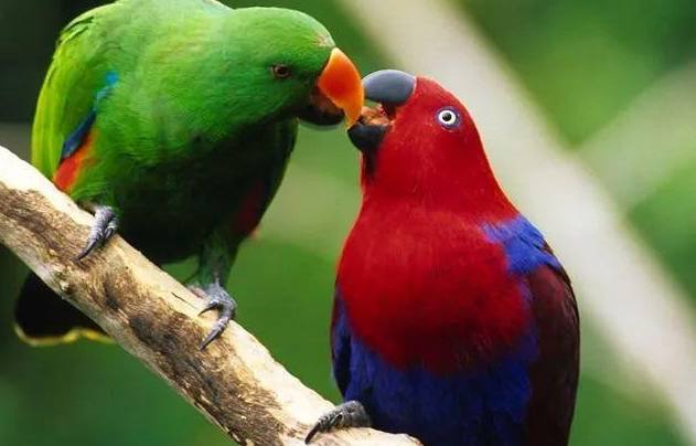 折衷鹦鹉多少钱