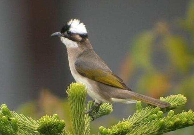 白頭翁照顧方法