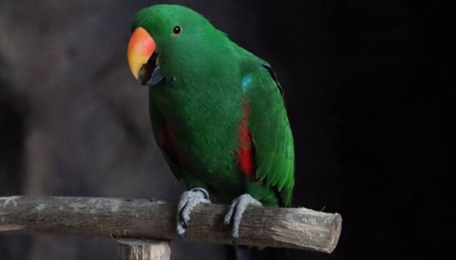 折衷鹦鹉饲养成本