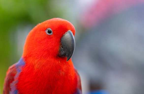 折衷鹦鹉饲养成本