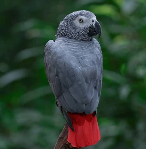 非洲灰鸚鵡飼養