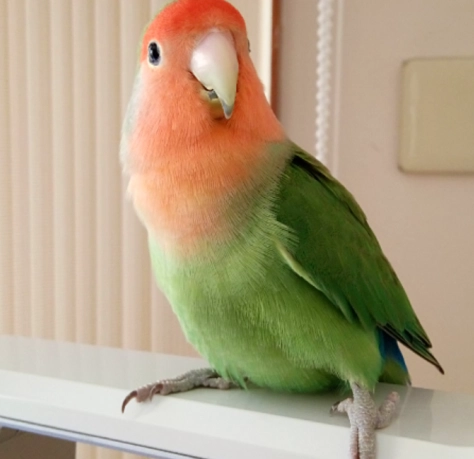 如何判斷鸚鵡信任