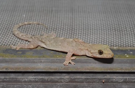 壁虎討厭的精油味道