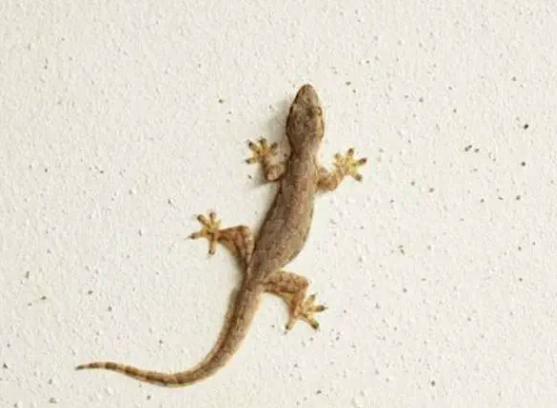 驅趕壁虎的精油