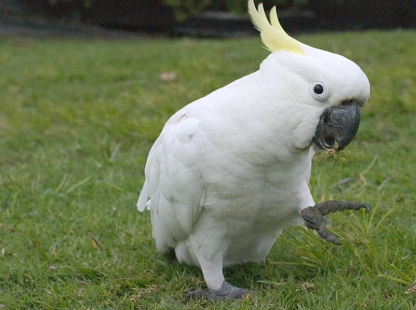 如何判斷鸚鵡信任