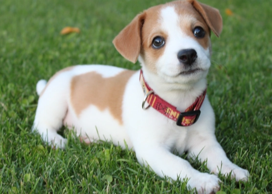 酵母菌感染治療