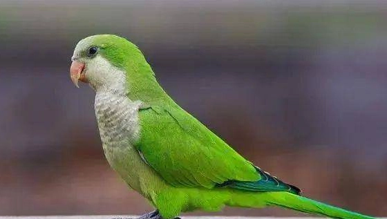 和尚鸚鵡語言能力