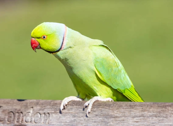 綠鸚鵡飼養