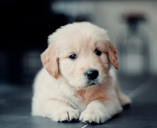 狗耳朵感染症狀