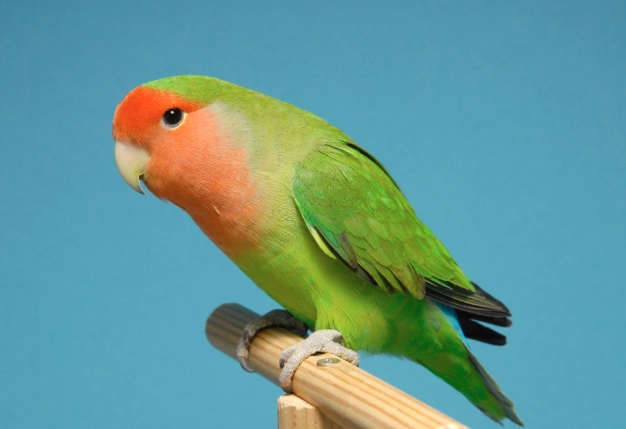 情侶鸚鵡平均壽命