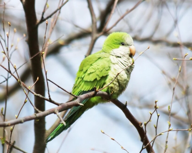 和尚鸚鵡語言能力