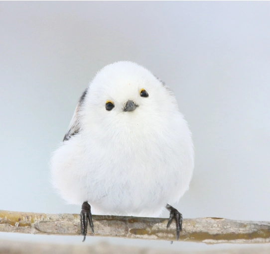 銀喉長尾山雀飼養壽命