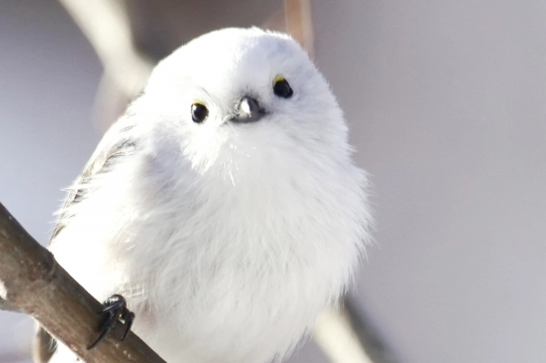 銀喉長尾山雀壽命因素