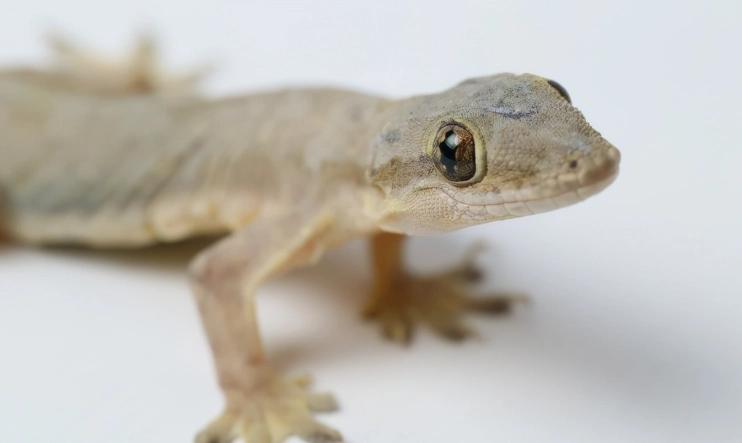 驅趕壁虎的精油