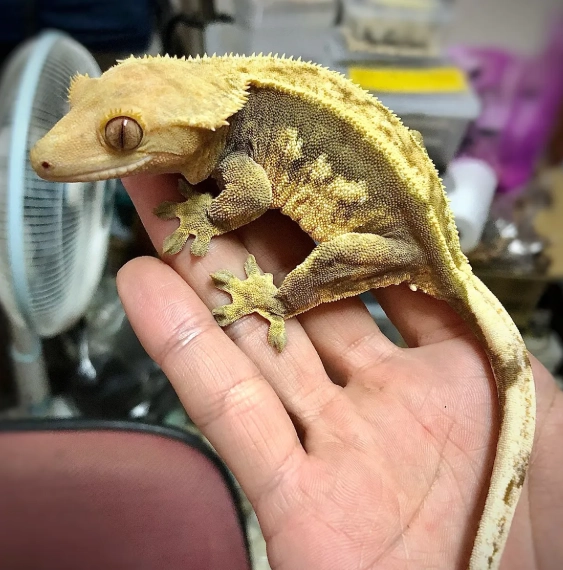 睫角守宮飼養壽命