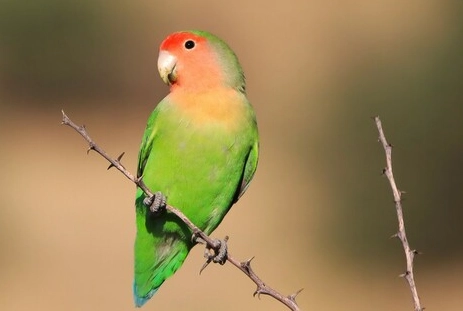 情侶鸚鵡平均壽命