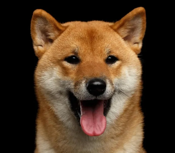 狗耳朵感染症狀