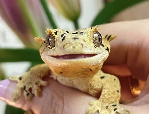 如何延長睫角守宮壽命