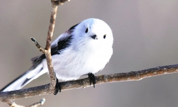 銀喉長尾山雀壽命因素