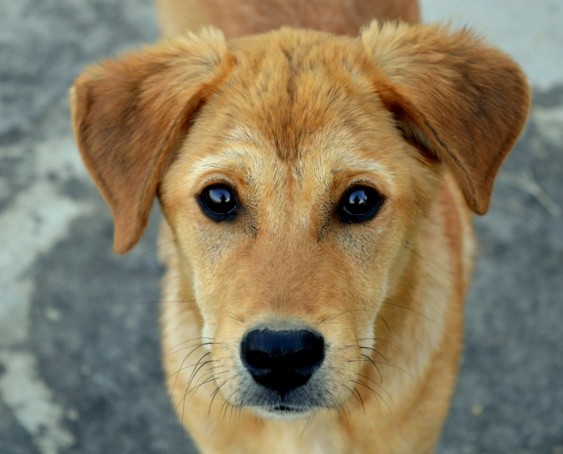 酵母菌感染治療