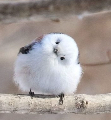 銀喉長尾山雀飼養壽命