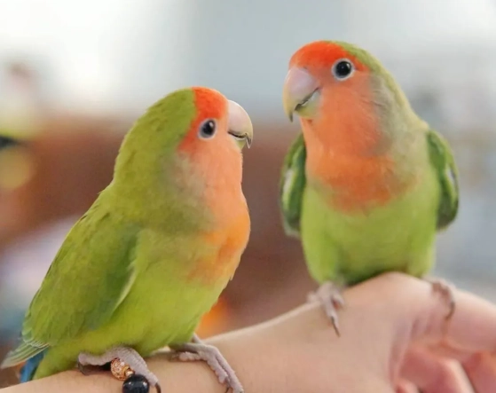 如何延長情侶鸚鵡壽命