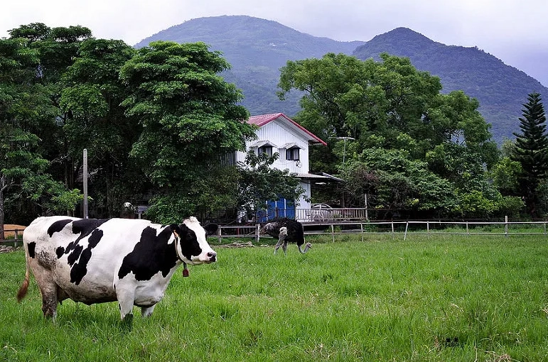 花蓮牧場美食