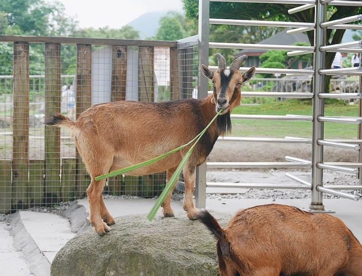 花蓮動物園交通