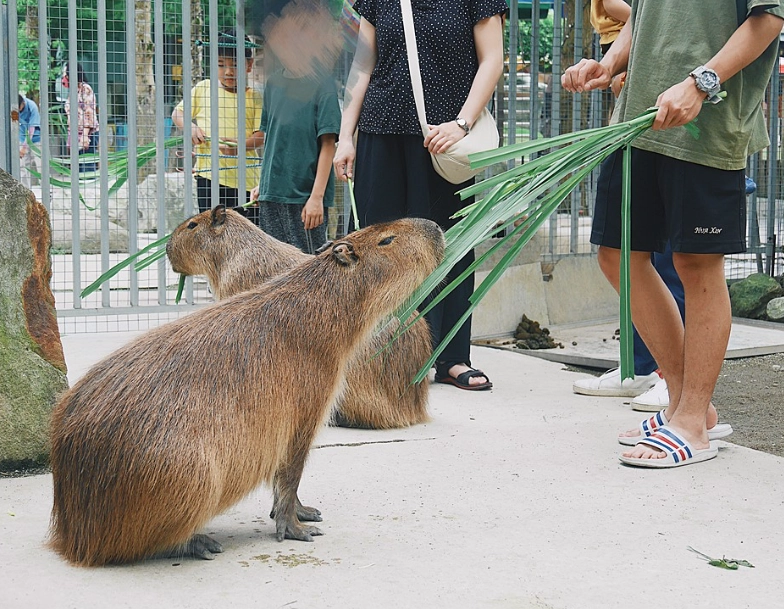 花蓮動物園門票