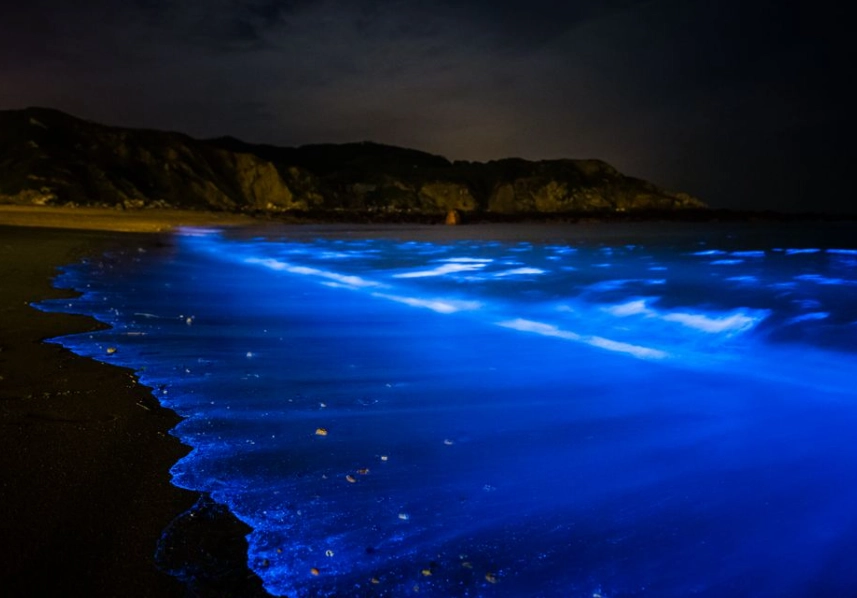 藍眼淚觀賞季節