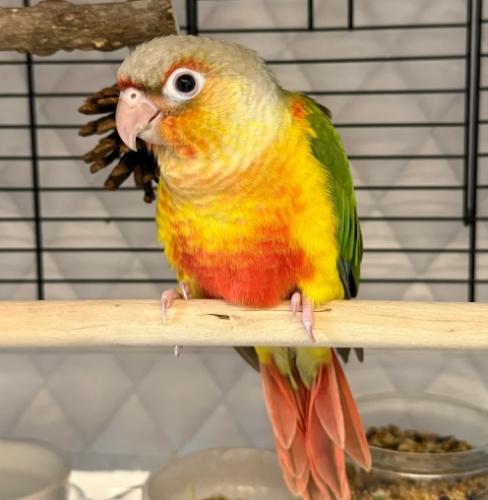 小太陽鸚鵡飼養成本