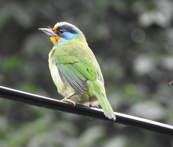 台灣五色鳥行為
