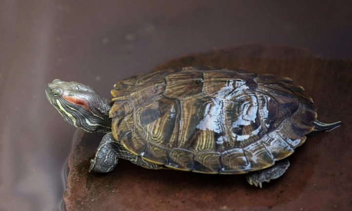 巴西龜飼養壽命