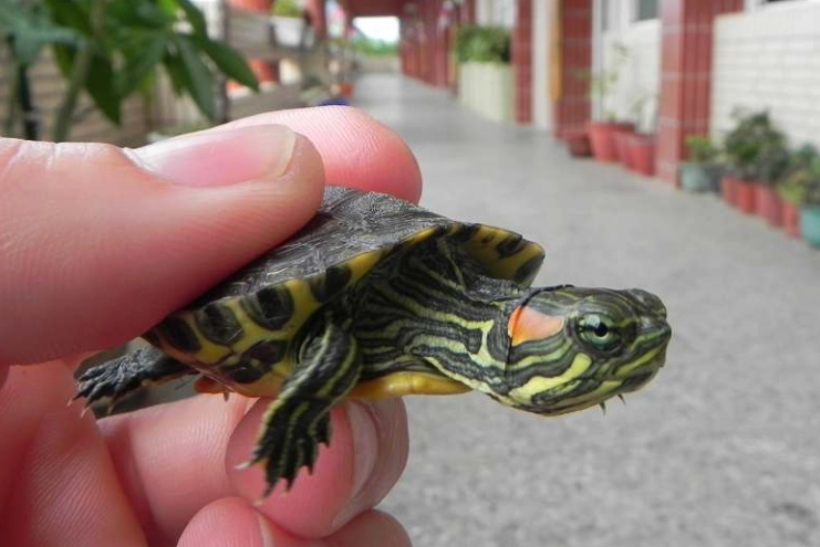 巴西龜壽命影響