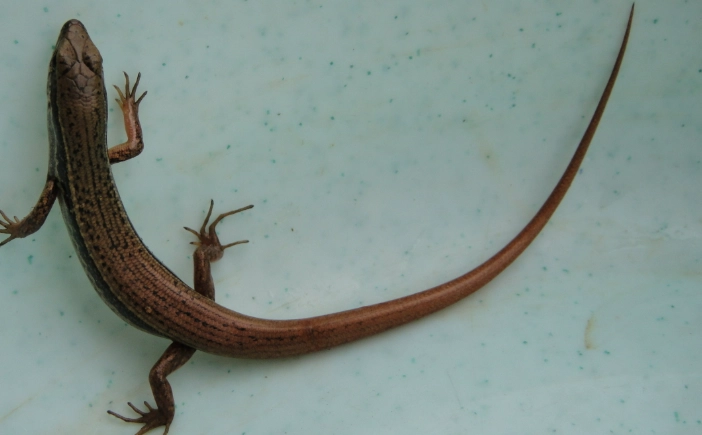 印度蜓蜥飼養方法