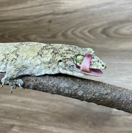 太平洋巨人守宮飼養