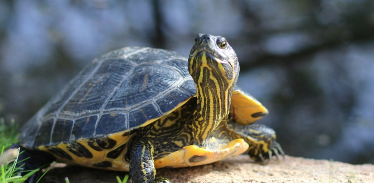 巴西龜壽命影響