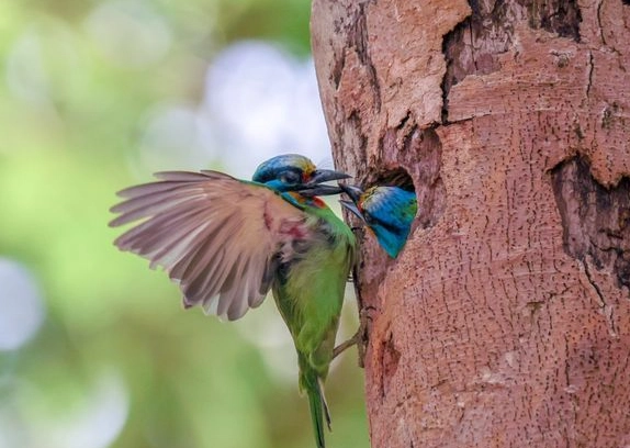 台灣五色鳥行為
