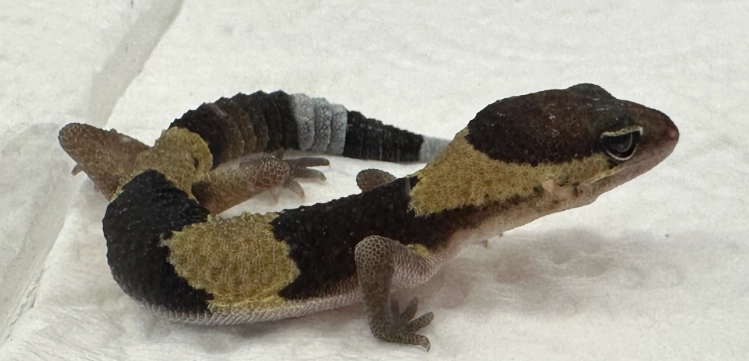 肥尾守宮飼養濕度