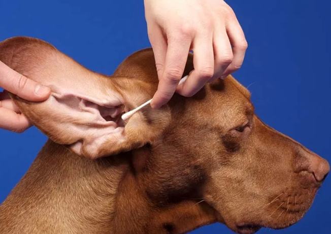 狗耳朵治療