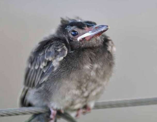 紅嘴黑鵯幼鳥照顧