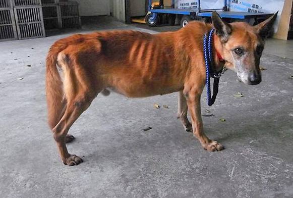 心絲蟲初期症狀