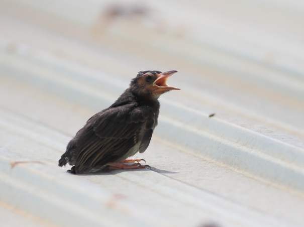 台灣鳥類幼鳥識別