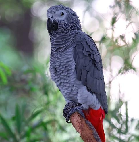 灰鸚鵡價格