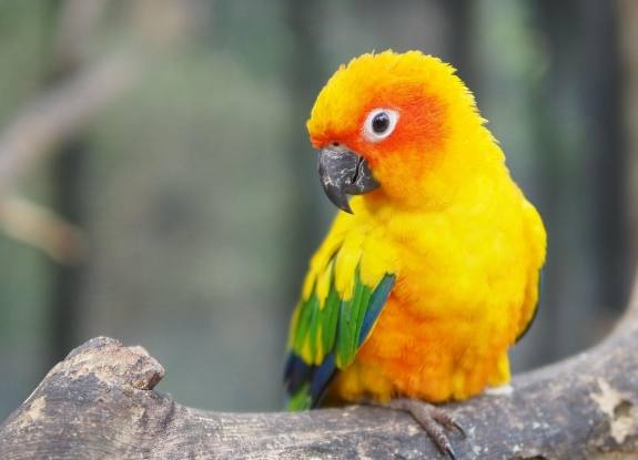 金太陽鸚鵡飼養